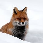 Renard dans la neige.