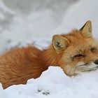 renard dans le lit de neige (Rotfuchs im Schneebett)