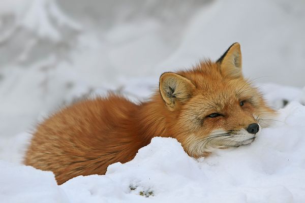 renard dans le lit de neige (Rotfuchs im Schneebett)