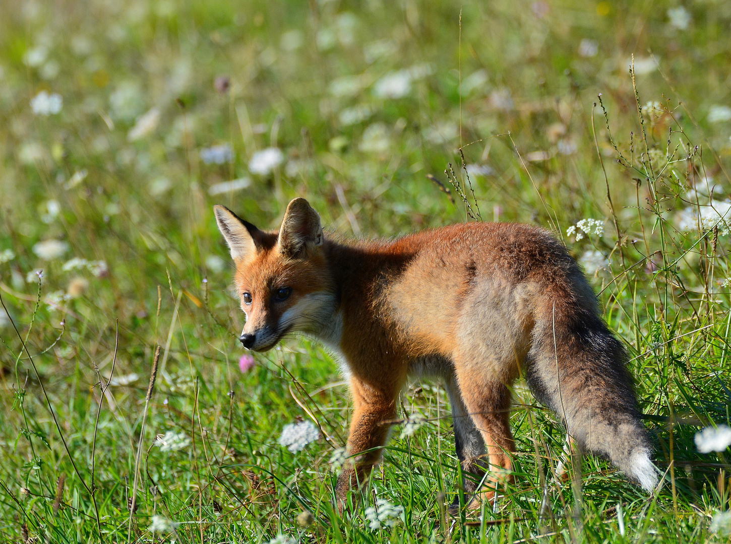 Renard de la St Bernard