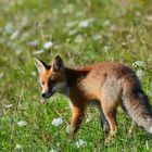 Renard de la St Bernard