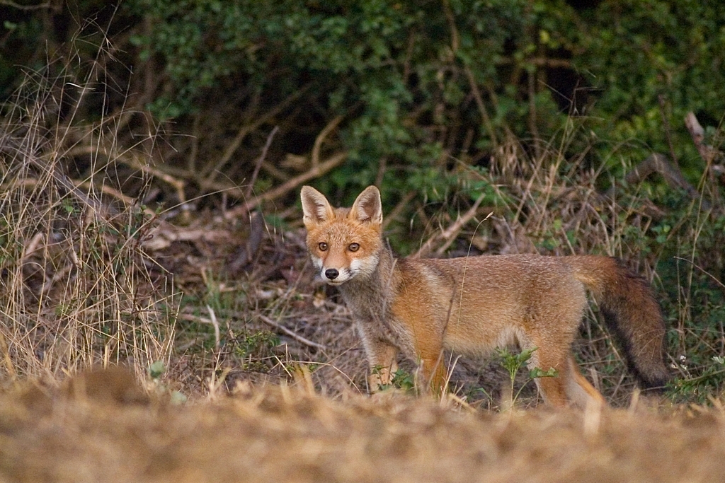 Renard de l'année