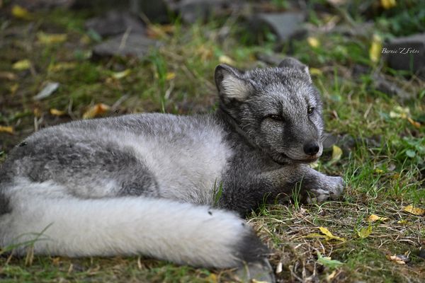 Renard des neiges (renard blanc)