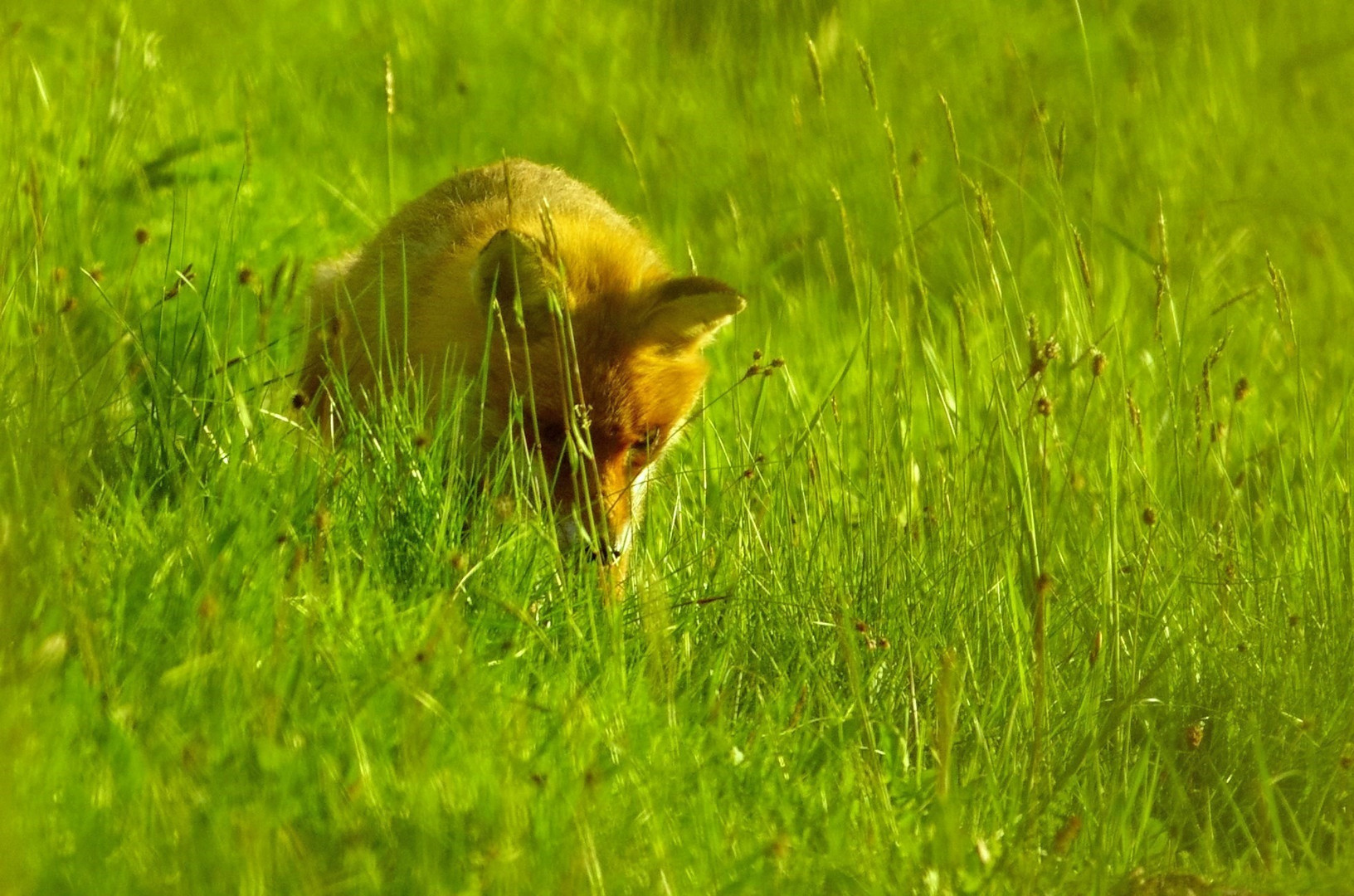 Renard du soir...