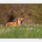 Renard du week end 2