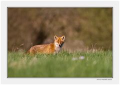 Renard du week end 2