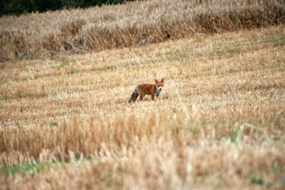 Renard en chasse