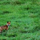 Renard en chasse