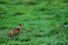 Renard en chasse