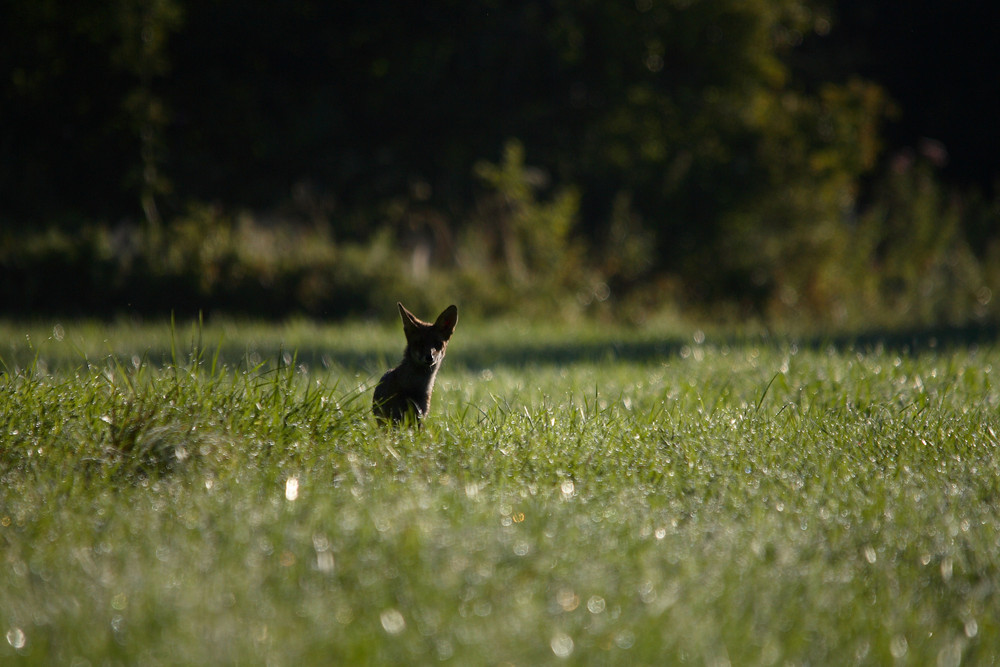 renard en contre jour 2 ..