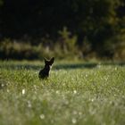 renard en contre jour 2 ..