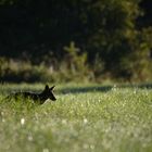 renard en contre jour ..