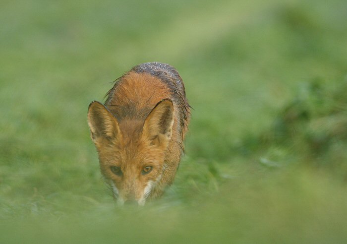 renard en mulotage dans un pré fraichement coupé