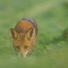 renard en mulotage dans un pré fraichement coupé