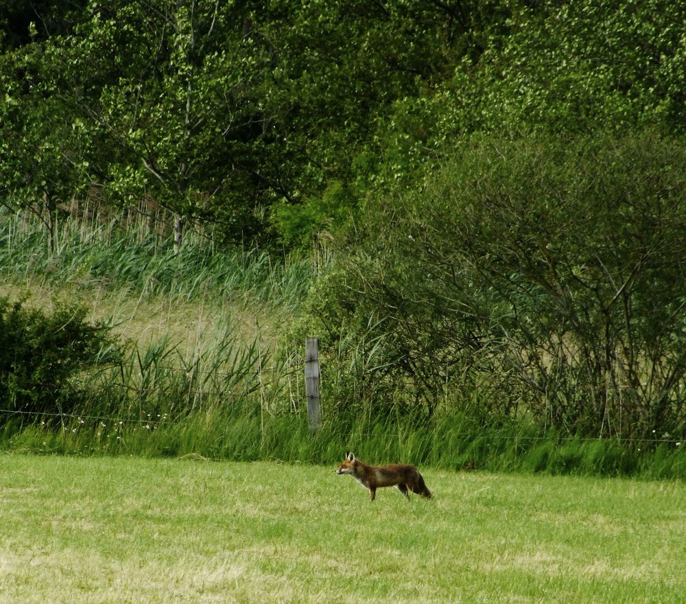 renard en quete de proie