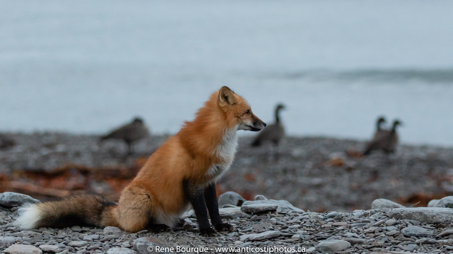 renard et bernaches _anticosti