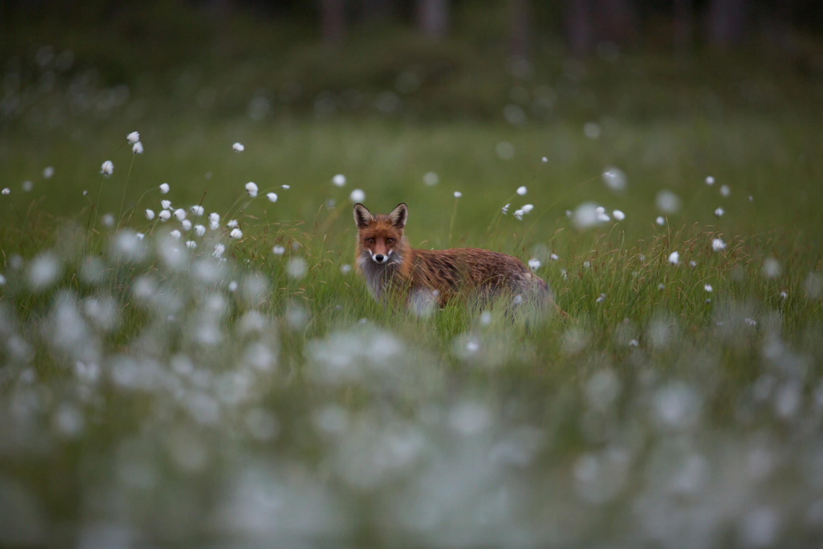 Renard la nuit