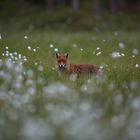 Renard la nuit