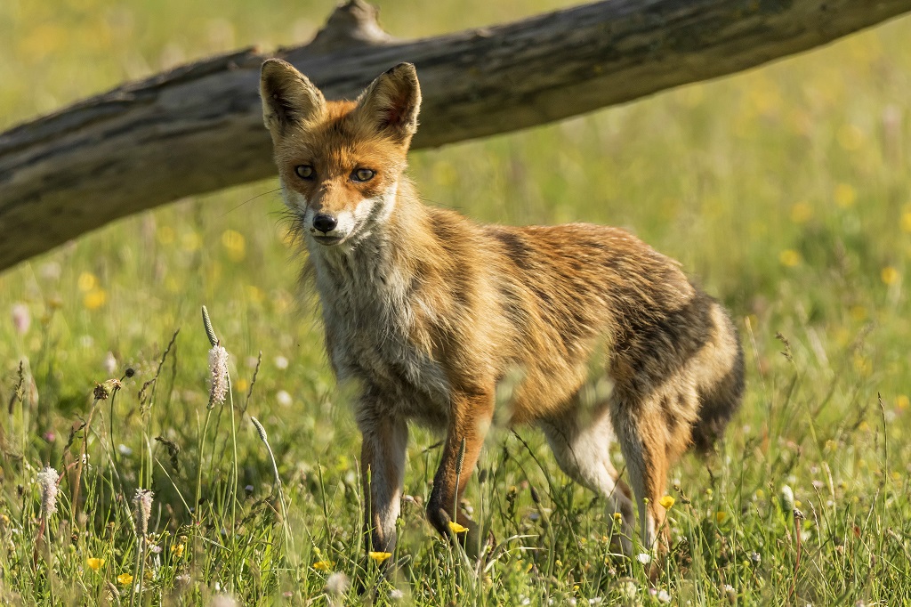 Renard photo prise a l affût 