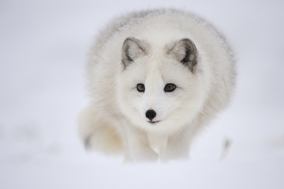 Renard Polaire photo et image animaux, animaux sauvages, renardsfennecs Images