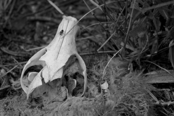 Renard qui n'est plus...