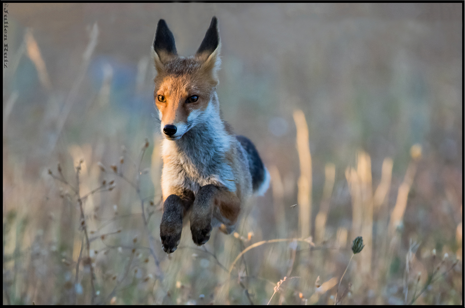 Renard Roux 