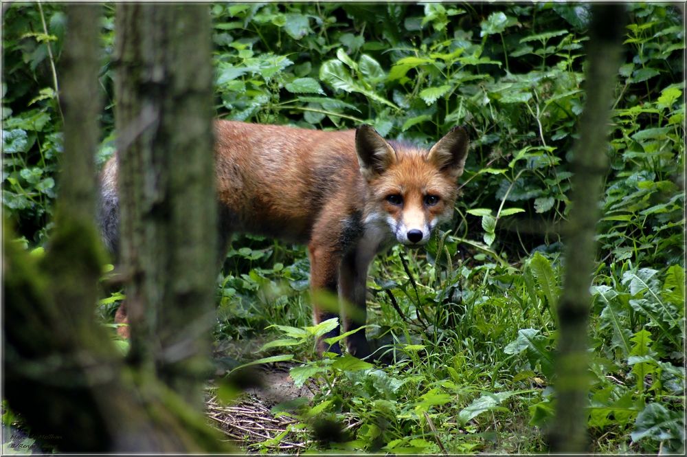 Renard roux