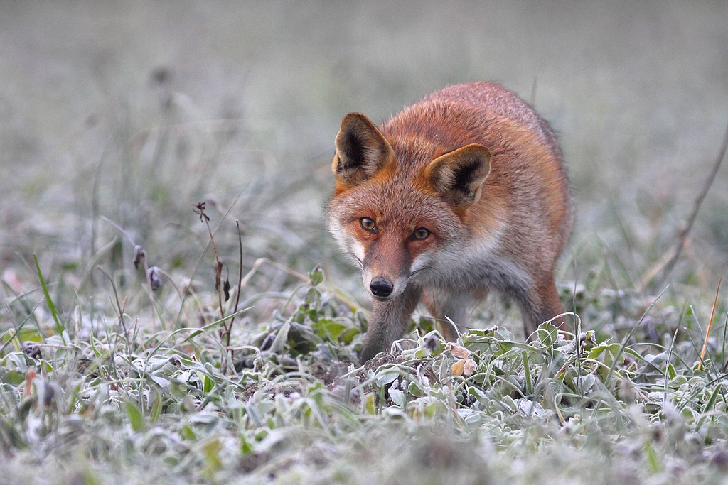 Renard Roux