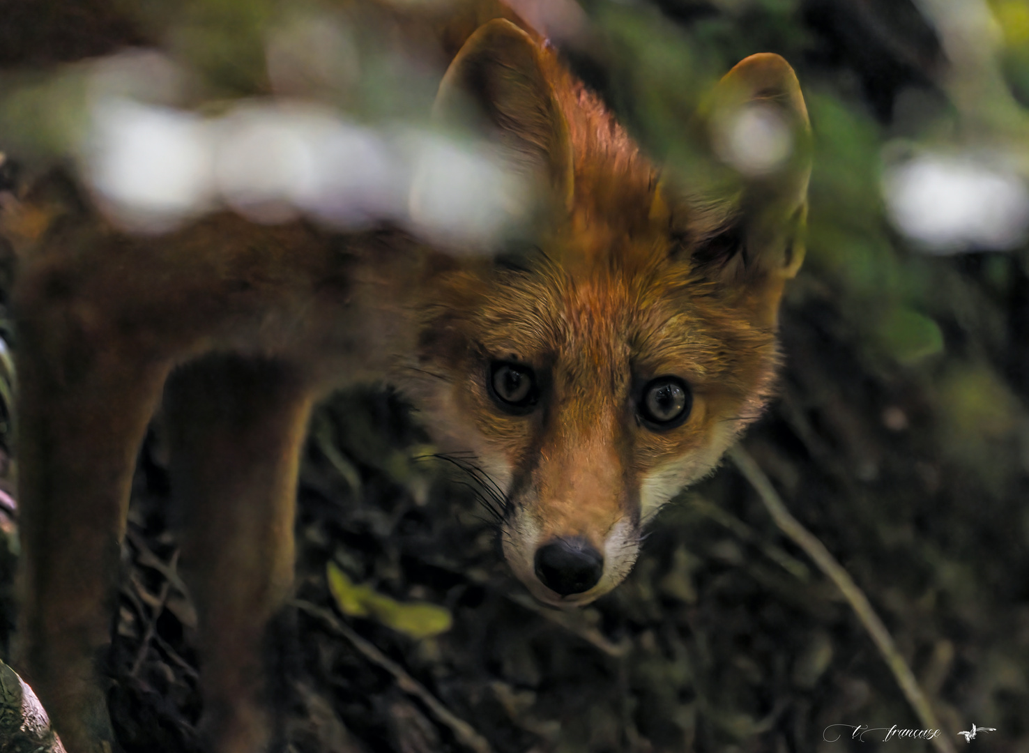 Renard roux