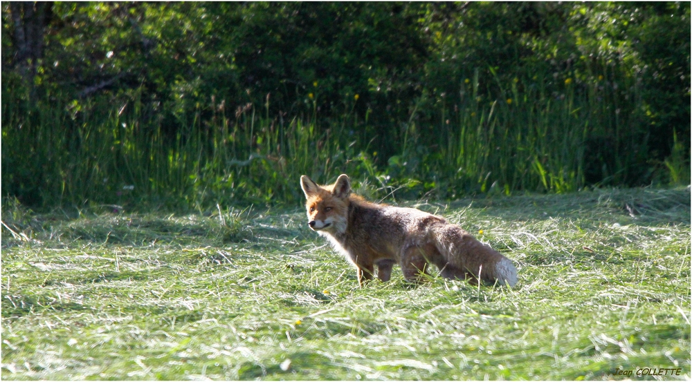 Renard roux.