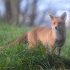 Renard roux dans les Pyrénées