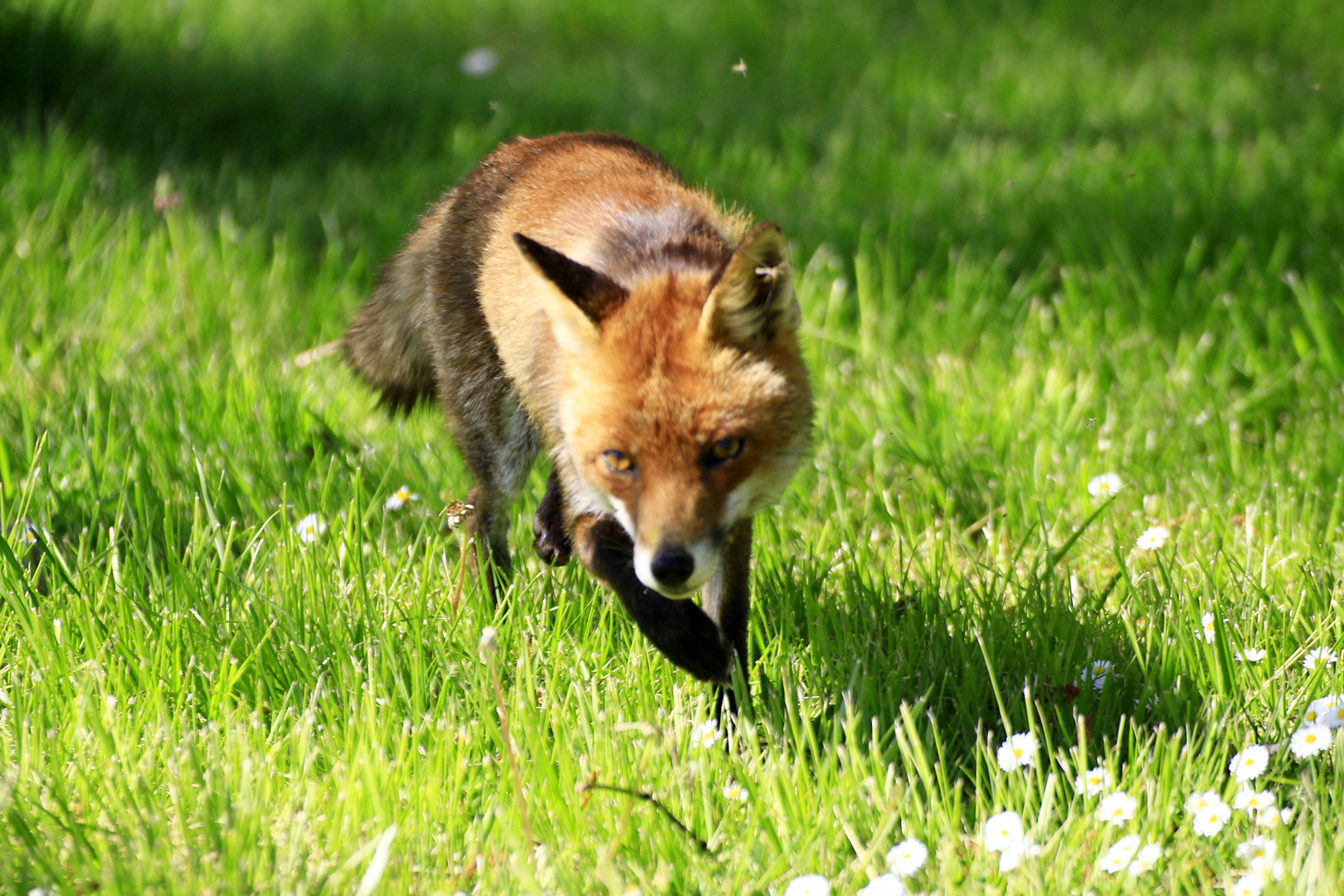 Renard Roux