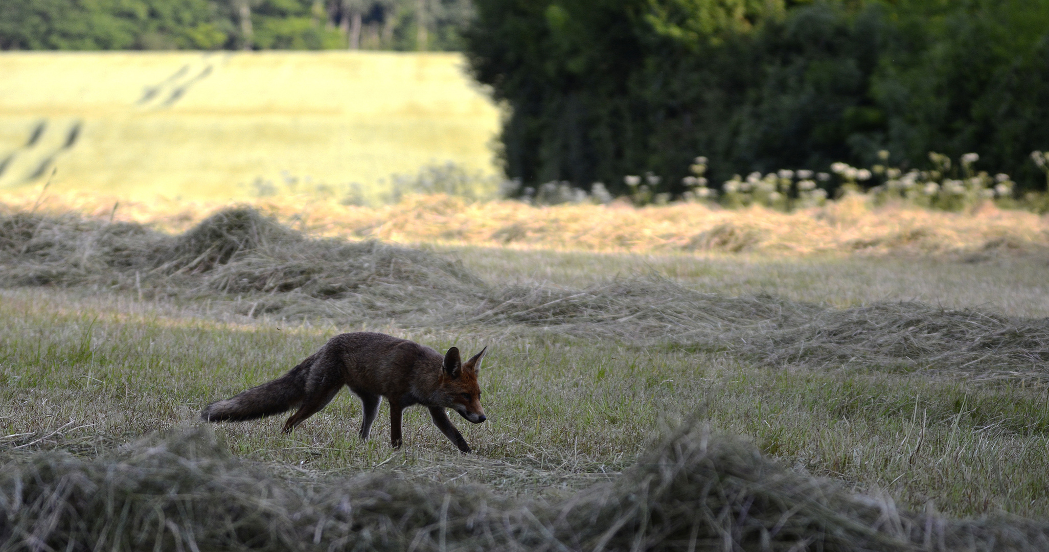 Renarde en chasse.