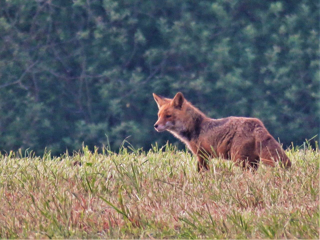 Renarde en chasse