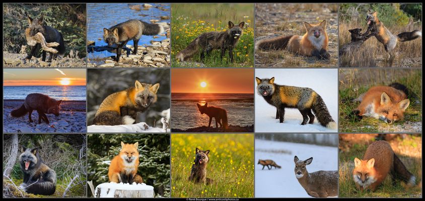 Renards d'Anticosti - Affiche