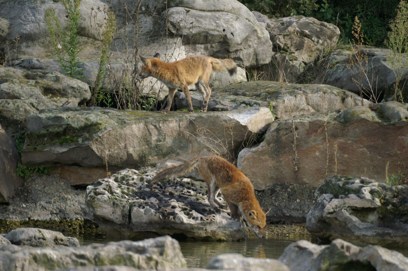 Renards en maraude dans un parc départemental