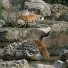 Renards en maraude dans un parc départemental