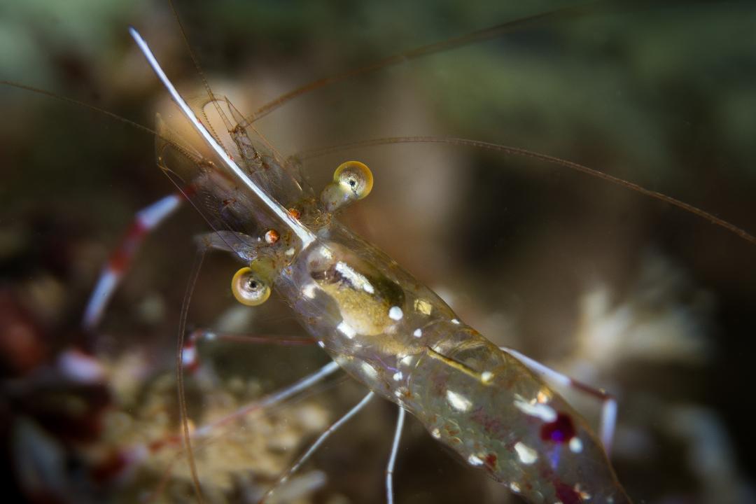 Renate Khalaf's Cave Clear Cleaner Shrimp (Urocaridella renatekhalafae Khalaf, 2018)