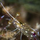 Renate Khalaf's Cave Clear Cleaner Shrimp (Urocaridella renatekhalafae Khalaf, 2018)