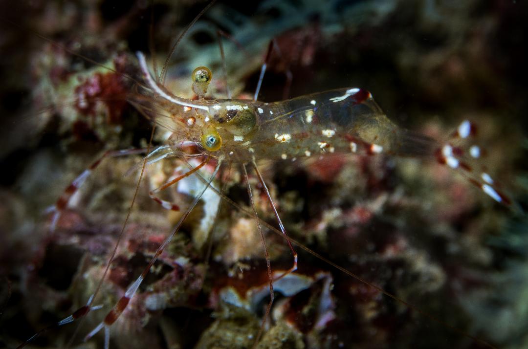 Renate Khalaf's Cleaner Shrimp (Urocaridella renatekhalafae Khalaf, 2018)