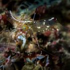 Renate Khalaf's Cleaner Shrimp (Urocaridella renatekhalafae Khalaf, 2018)