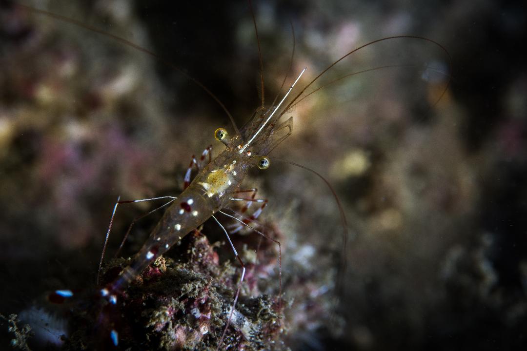 Renate Khalaf's Cleaner Shrimp (Urocaridella renatekhalafae Khalaf, 2018)