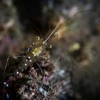 Renate Khalaf's Cleaner Shrimp (Urocaridella renatekhalafae Khalaf, 2018)