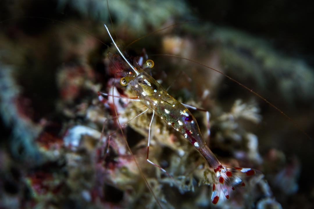 Renate Khalaf's Cleaner Shrimp (Urocaridella renatekhalafae Khalaf, 2018)