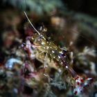 Renate Khalaf's Cleaner Shrimp (Urocaridella renatekhalafae Khalaf, 2018)