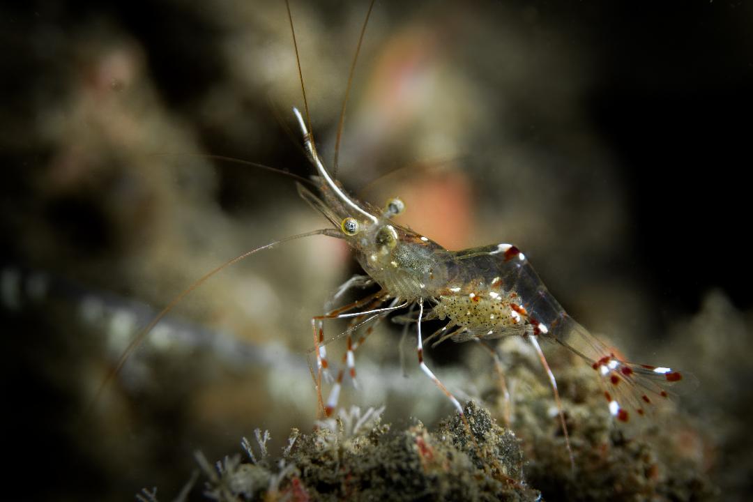 Renate Khalaf's Cleaner Shrimp (Urocaridella renatekhalafae Khalaf, 2018)