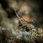 Renate Khalaf's Cleaner Shrimp (Urocaridella renatekhalafae Khalaf, 2018)