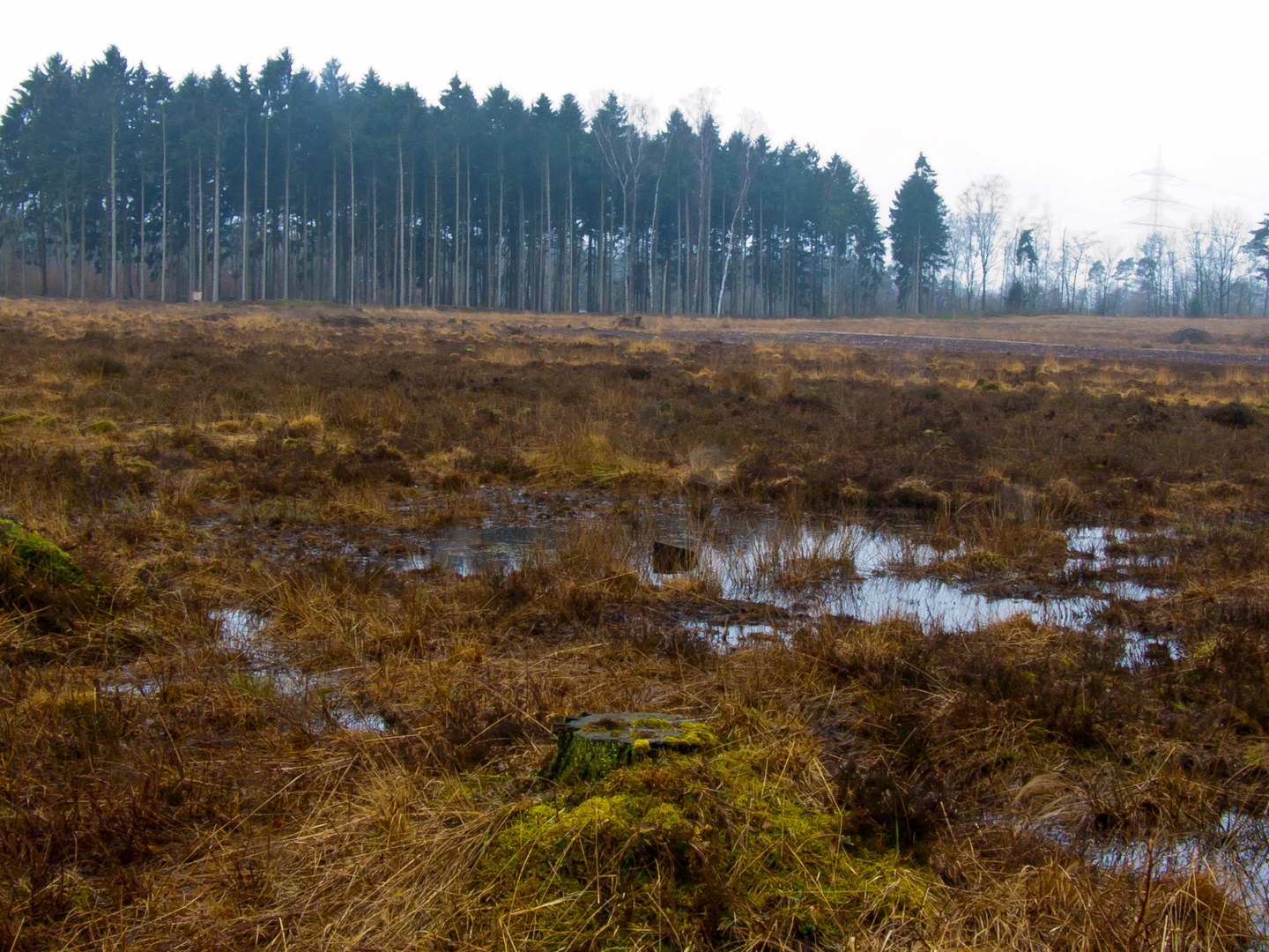 renaturierte Ohligser Heide