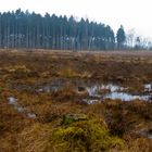 renaturierte Ohligser Heide