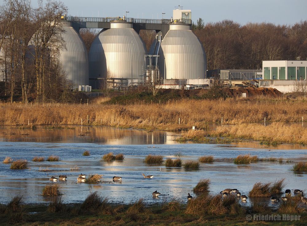 Renaturierte Wiesen am Bülker Huk_4